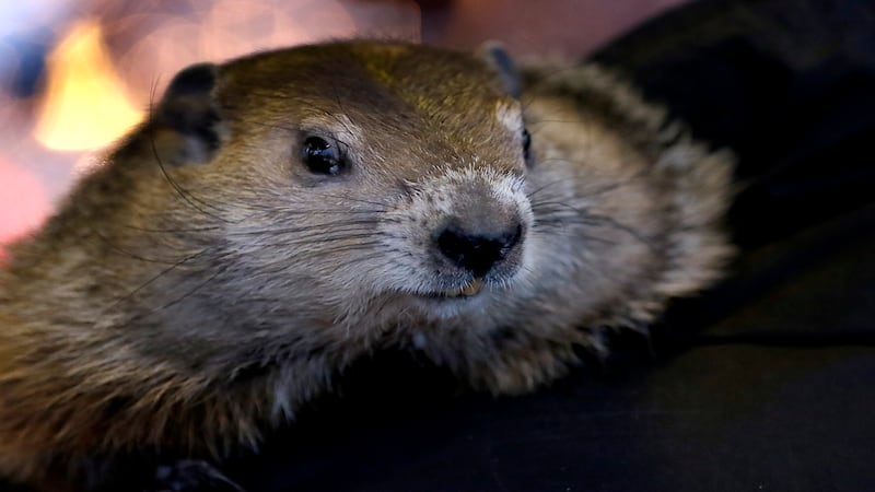 Historic Highlights: Groundhogs are cute to some, nusiance to others