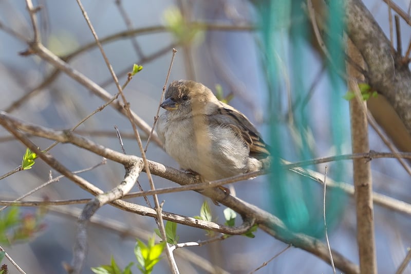 A female house sparrow sits in a tree on Saturday, March 23, 2024.
