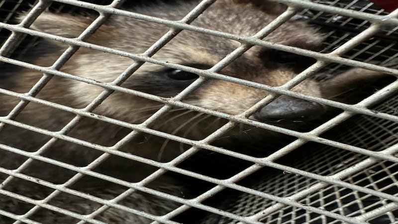 Raccoons invade Joliet woman’s home, Naperville wildlife service comes to the rescue