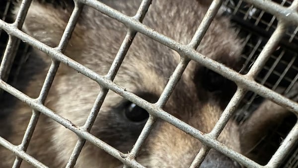 Raccoons invade Joliet woman’s home, Naperville wildlife service comes to the rescue
