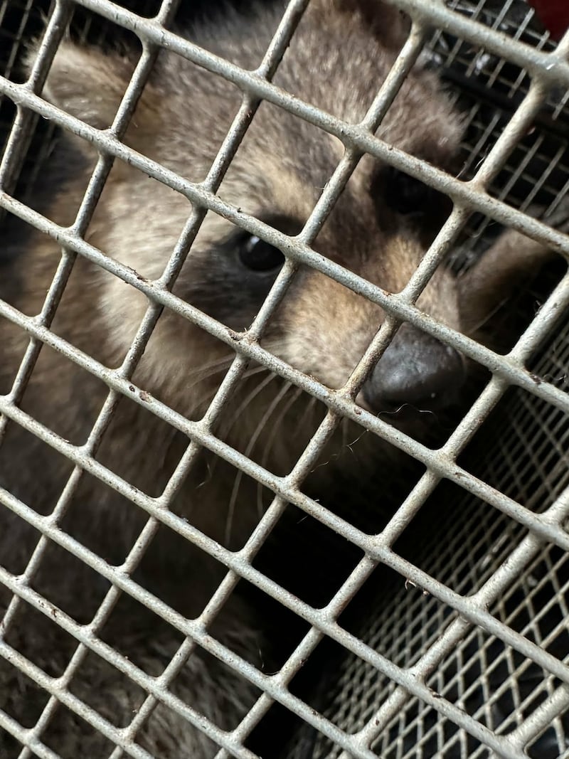 D&K Pest Control and Wildlife Removal in Naperville performed humane wildlife removal at Carleen Cook's Joliet home free of charge as part of the company's decision to occasionally help people unable to pay. D&K Pest Control and Wildlife Removal also patched several points of entry to prevent more wildlife from entering Cook's home. The company came out to Cook's home seven times between Feb. 27 to March 15, 2026.