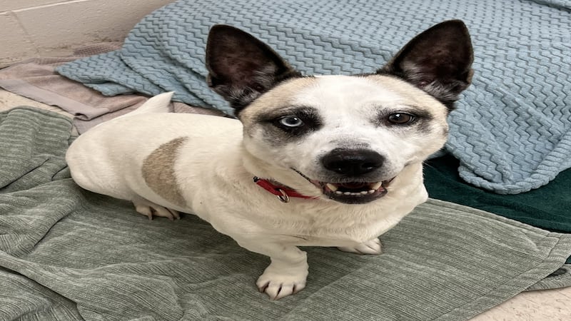 One-of-a-kind dog ready to take sweet personality to new home