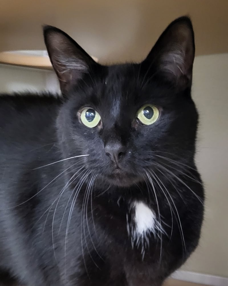 Sabbath is Save-A-Pet's pet of the week for Oct. 30, 2025.