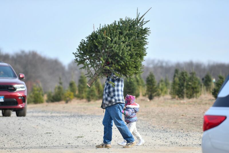 Clifford Perillo of Morris carries a Christmas tree while holding the hand of his 3-year-old daughter Keliana at Tammen Treeberry Farm in Wilmington on Nov. 30, 2024. The Perillos returned for their second year to the farm for their tree shopping.