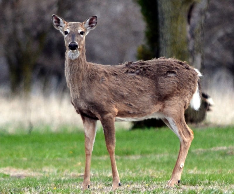 White-tail deer