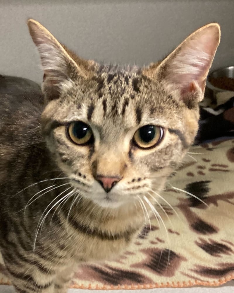 Grits is Save-A-Pet's pet of the week for May 14, 2026.