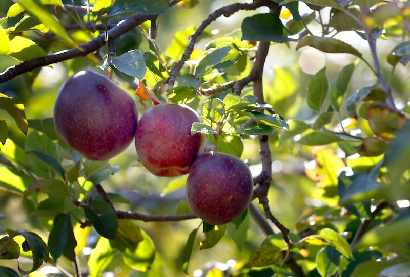 Apples ready to be harvested on Thursday, Oct. 10, 2024, at the Royal Oak Farm Apple Orchard in Harvard.