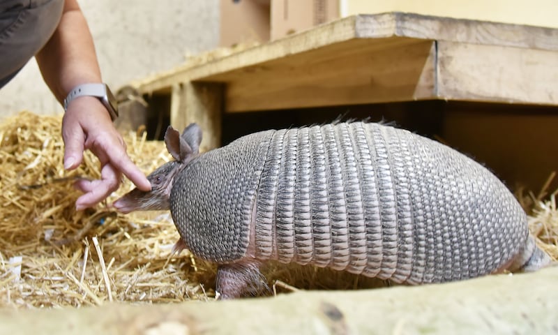 Sue Wahlgren, who is retiring as Cosley Zoo director, greets Dig, an armadillo at the Wheaton zoo.