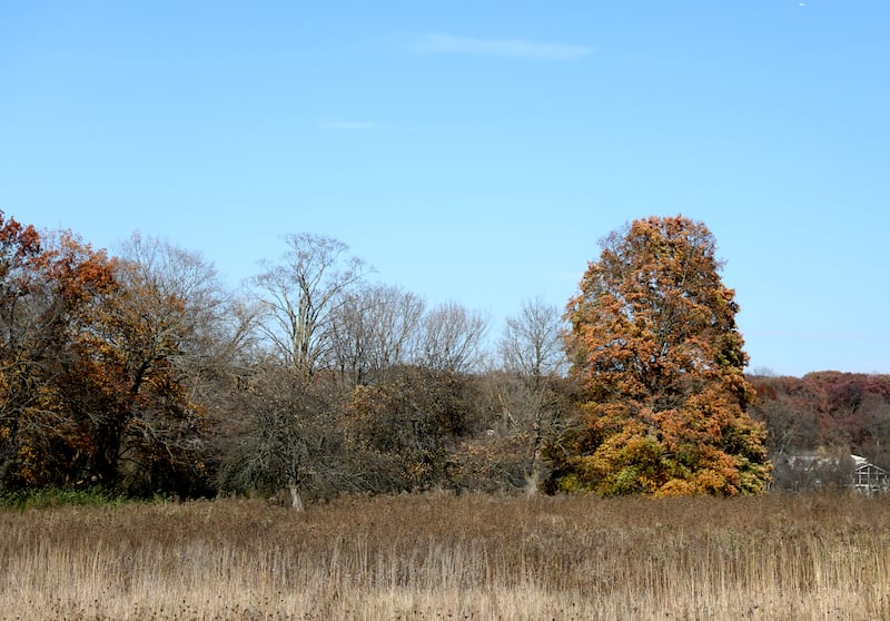 Fall colors are popping from the Fabyan to LeRoy Oakes forest preserves and throughout Kane County.