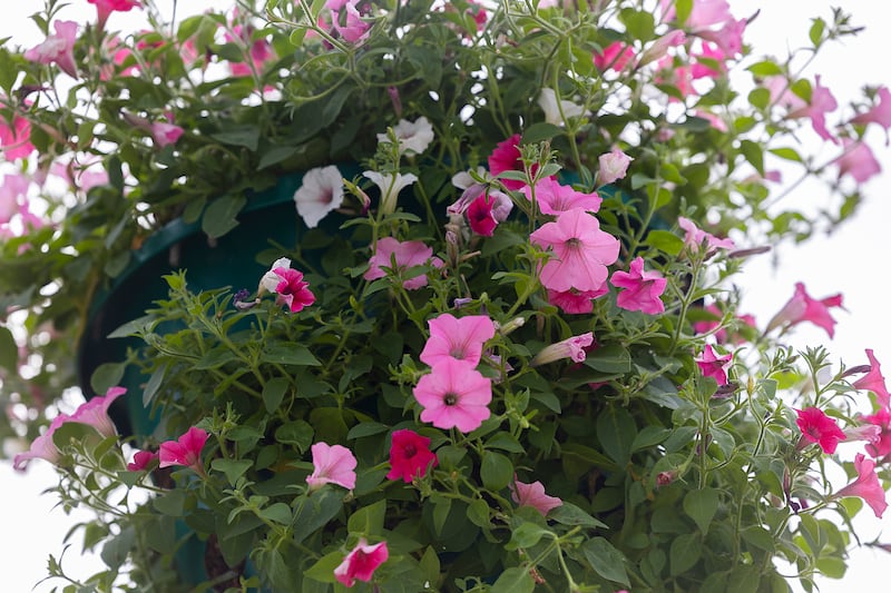 One of over 300 petunia baskets takes its place along the riverfront Tuesday, May 27, 2025, in Dixon.