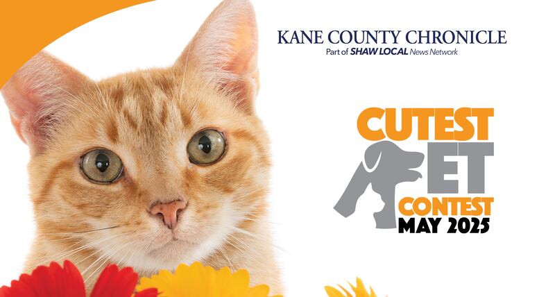 KCC Cute pet may