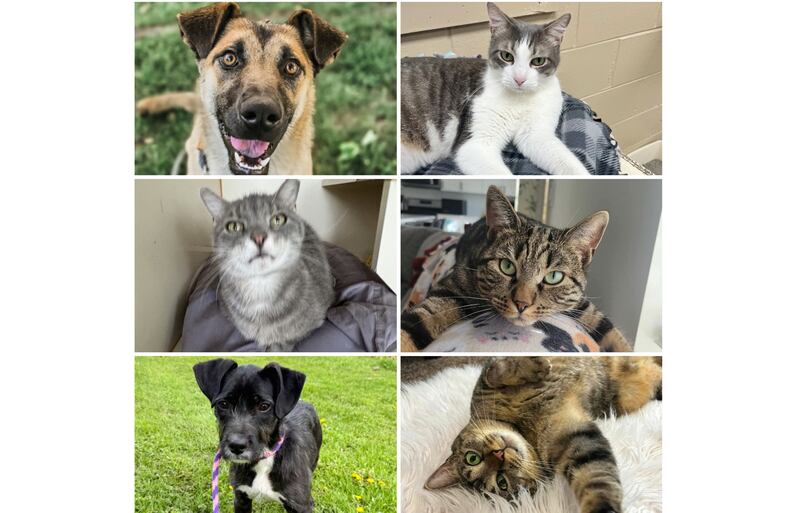 The Herald-News presents this week’s Pets of the Week. Read the description of each pet to find out about it, including where it can be adopted in Will County.