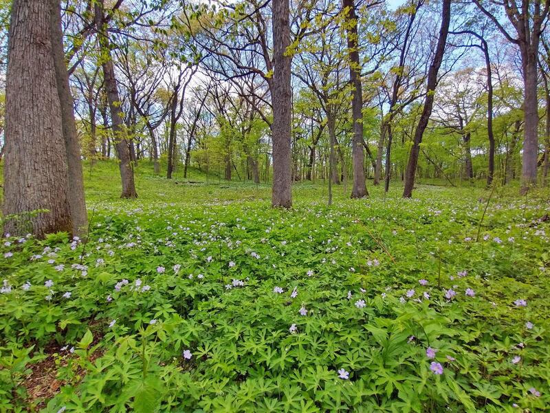 A carpet of wild geraniums bloom in the spring at the 45-acre Harley Woods. Campton Township bought the woods as part of its open space initiative. The township is asking for voter support for a $17.2 million referendum April 1 so it can continue preserving open space as it maintains the acreage is already has.