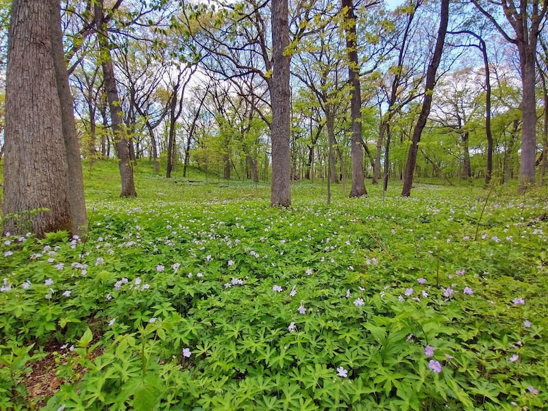 A carpet of wild geraniums bloom in the spring at the 45-acre Harley Woods. Campton Township bought the woods as part of its open space initiative. The township is asking for voter support for a $17.2 million referendum April 1 so it can continue preserving open space as it maintains the acreage is already has.