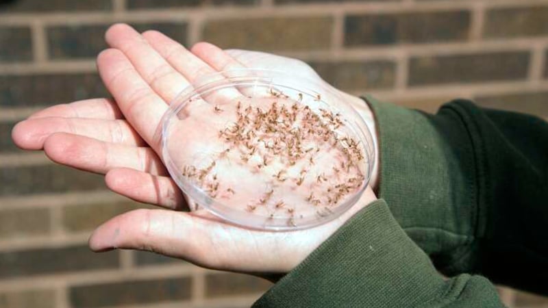 Grundy County Health Department finds West Nile Virus in Coal City