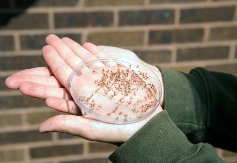 A Petri dish full of mosquitoes is held by Jacqueline Sanderson, assistant entomologist for Cook County’s Northwest Mosquito Abatement District, at Marshall Catholic Cemetery & Mausoleum in Niles.