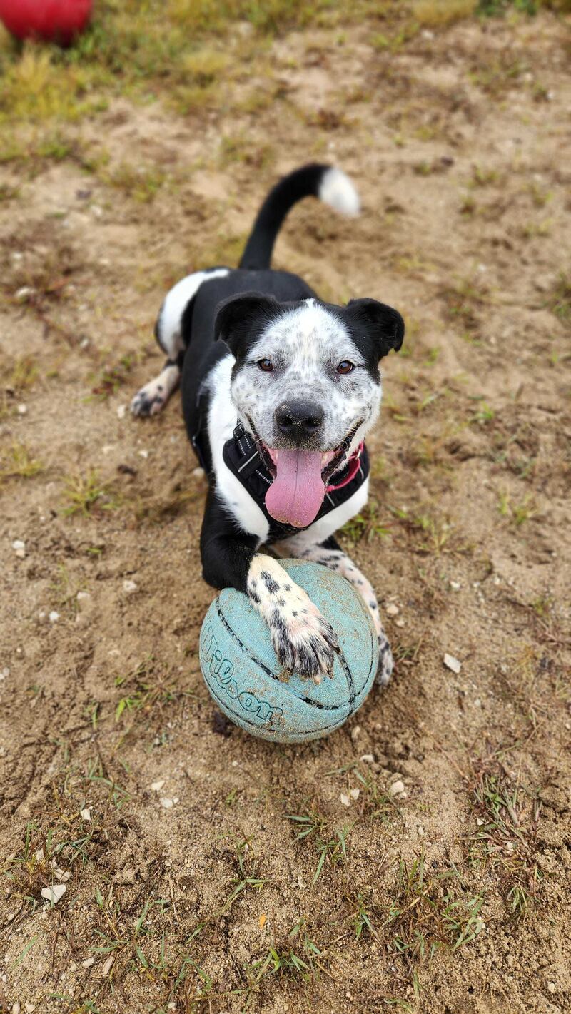 Save-A-Pet in Grayslake is kicking off the season of giving with two heartwarming adoption promotions, “Home for the Holidays” and “Elder Love,” running through Dec. 31. Pete is available for adoption.