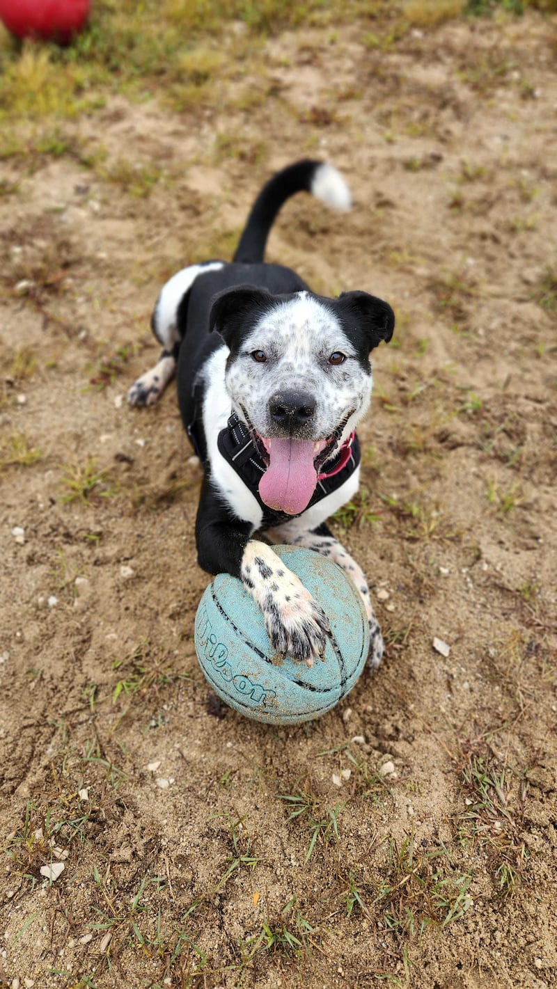 Save-A-Pet in Grayslake is kicking off the season of giving with two heartwarming adoption promotions, “Home for the Holidays” and “Elder Love,” running through Dec. 31. Pete is available for adoption.