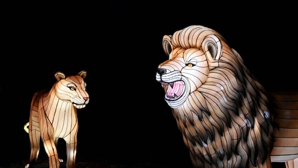 Wildlife lanterns illuminate the night as Brookfield Zoo Chicago debuts Glow Wild this spring