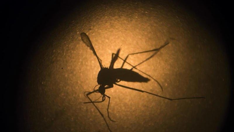 Will County residents can help curb spread of mosquitoes after heavy rains