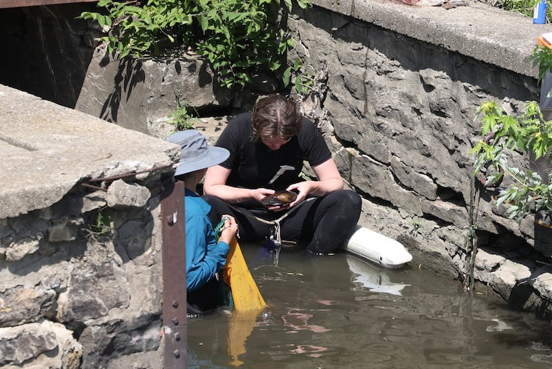 Beth Hollinden, a malacologist with GZA GeoEnvironmental, observes a river mussel at the site of Kankakee's East Riverwalk in the Kankakee River on Tuesday, June 24, 2025, where the search for the endangered mussels is underway ahead of the start of construction.