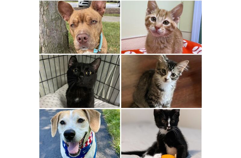 The Herald-News presents this week’s Pets of the Week. Read the description of each pet to find out about it, including where it can be adopted in Will County.