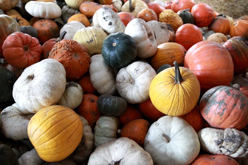 Sugar Grove Pumpkin Farm offers many varieties and sizes of pumpkins and gourds.