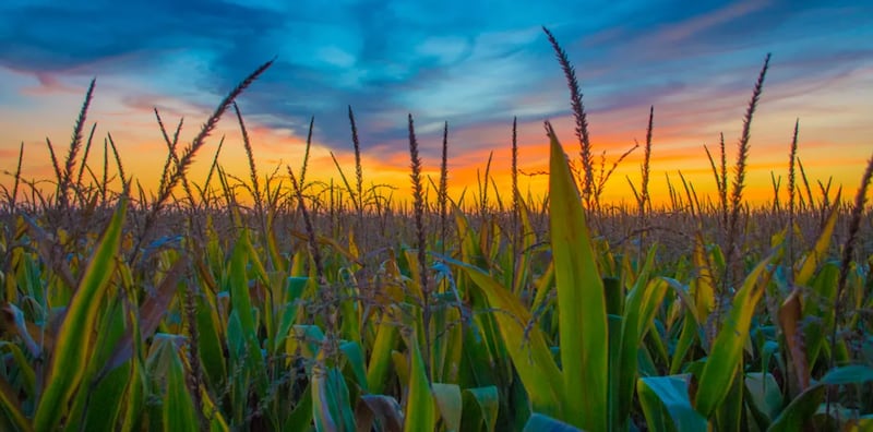 The sun sets over a field of corn in Douglas County.