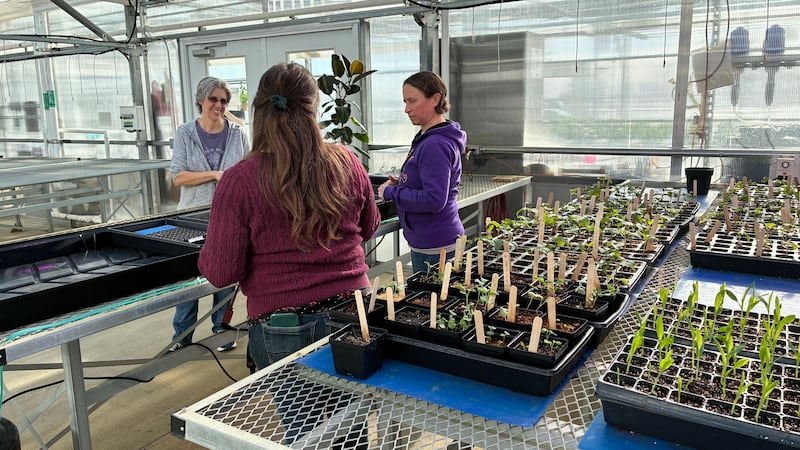 Seed swap Saturday: Gardening community grew online – then blossomed in real life