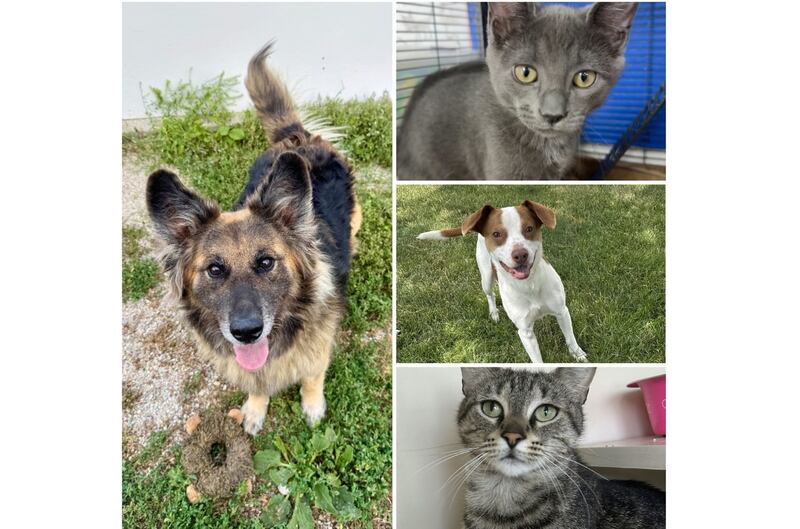 The Herald-News presents this week’s Pets of the Week. Read the description of each pet to find out about it, including where it can be adopted in Will County.