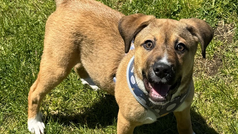 Happy-go-lucky puppy ready to explore world with forever family