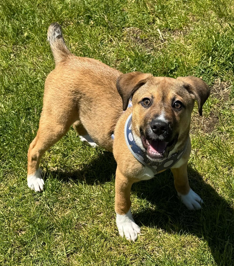 Dash is Save-A-Pet's pet of the week for June 4, 2026.