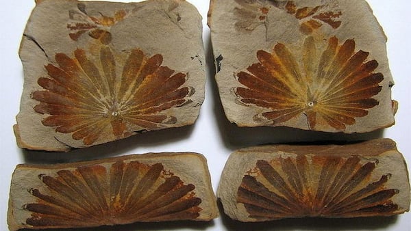 Illinois Extension to hold Illinois Valley fossils program June 24 in Lacon
