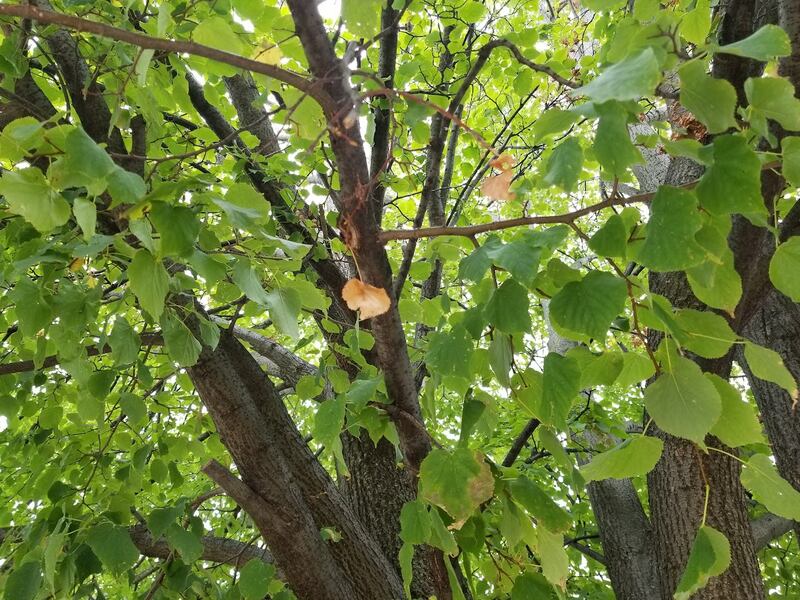 A tree in Joliet is showing signs of approaching fall by the leaves turning colors.