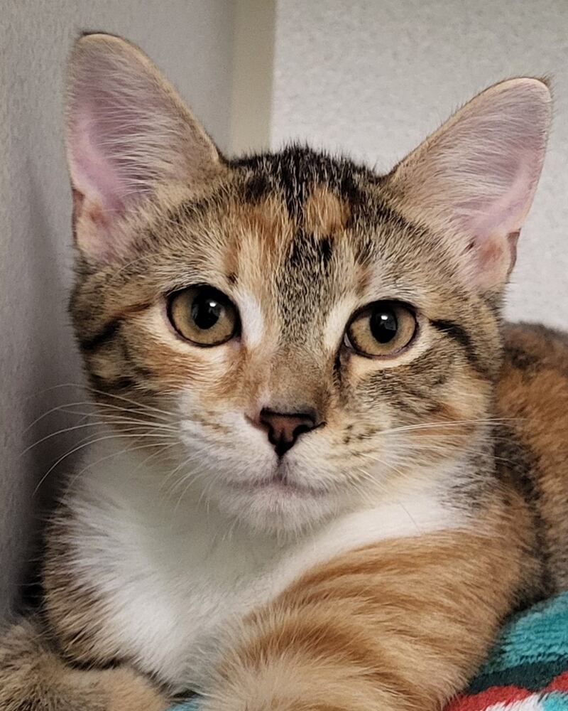 Zora is Save-A-Pet's pet of the week for Sept. 4, 2025.