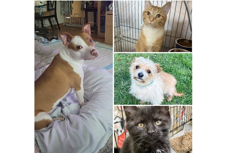 The Herald-News presents this week’s Pets of the Week. Read the description of each pet to find out about it, including where it can be adopted in Will County.