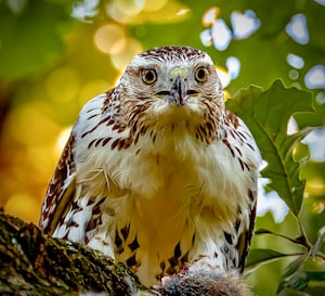 Capture Will County’s wild side in forest district’s photo contest