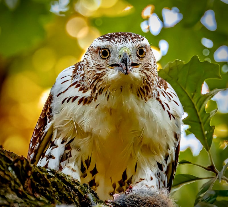 Shorewood resident Joe Viola won September’s portion of the Forest Preserve District of Will County’s Preserve the Moment photo contest with this shot of a red-tailed hawk at Hammel Woods. The contest continues with monthly winners through December. (Photo courtesy of Joe Viola)