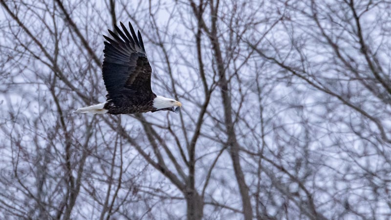 Photos: Visitors brave winter weather at Starved Rock State Park during Bald Eagle Weekend