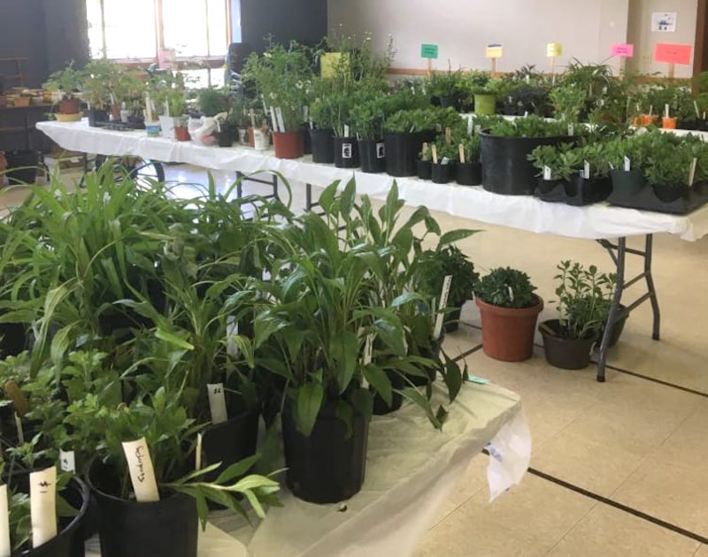 Donations are needed for the Morrison Garden Club's annual plant sale on Saturday, May 18.