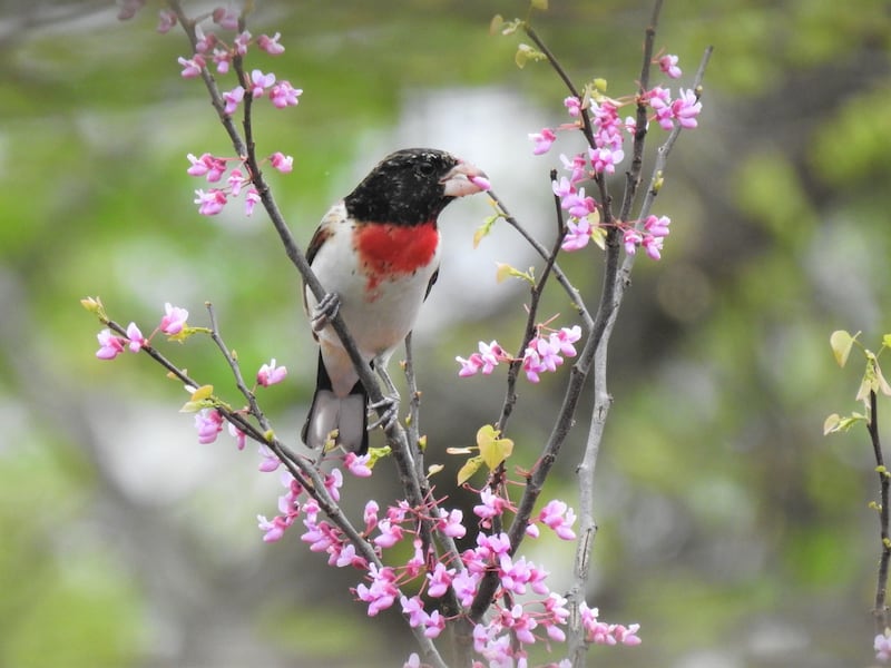 The Forest Preserve District of Will County will host several bird-watching programs in early May in addition to special Mother’s Day programs.