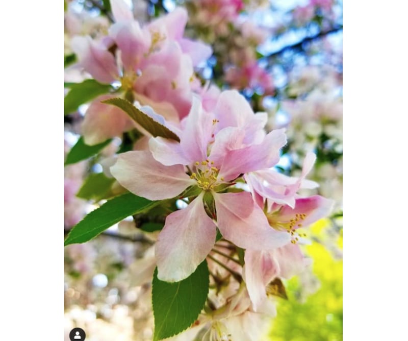 The Herald-News will publish “Woman of the Year” winners from area churches and organizations on Saturday, April 24.