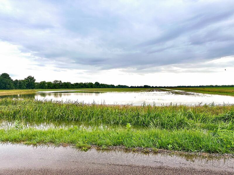 Frequent rains in southern Illinois had farmers struggling to find a planting window as the calendar neared July. Many later planted fields are ponding, like this one in Marion County.
