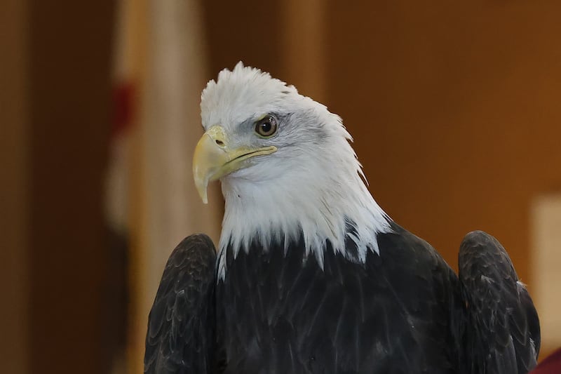 Frosty, a 8-year old Bald Eagle, is brought out for a presentation at Four Rivers Environmental Education Center’s annual Eagle Watch on Saturday, Jan 10, 2026 in Channahon.