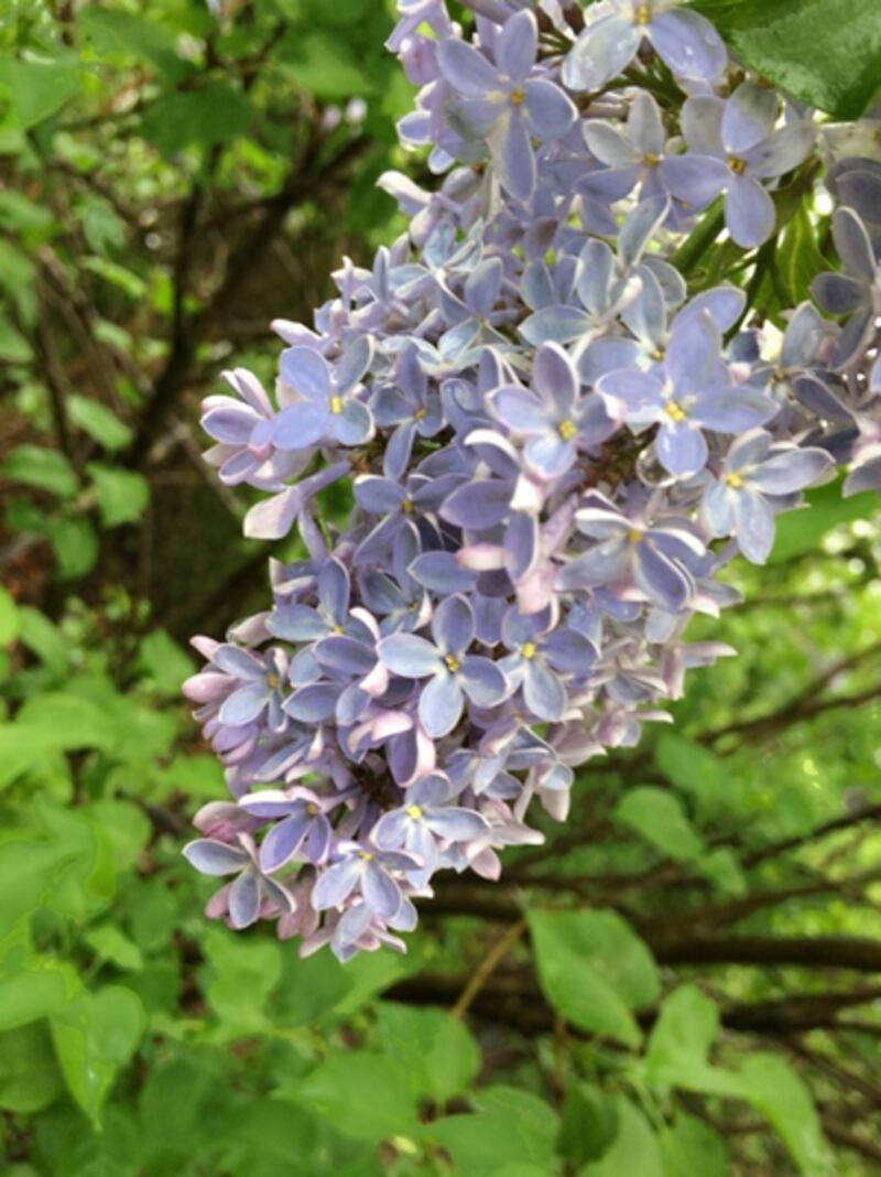The Lombard Garden Club has announced that the area’s largest lilac sale, the Lilac Village, will be held from noon to 7 p.m. on Thursday, May 8, 2025, at Lilacia Park.