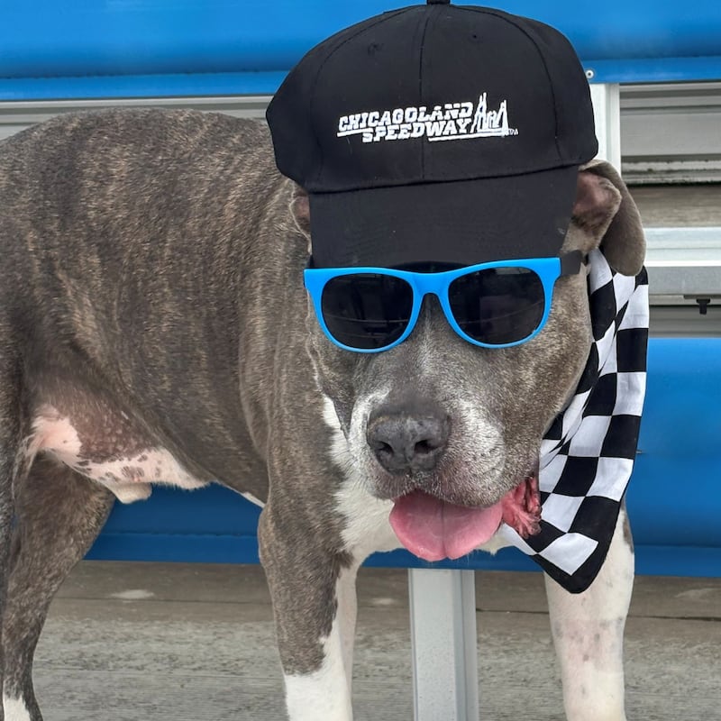 Hammibal (“Hamm”), one of several adoptable dogs at Will County Animal
Protection Services, poses for a picture at the Chicagoland Speedway. As part of the “Every Pet Deserves a Victory Lap” campaign, adoption fees have been waived between June 10 and July
10, 2026.