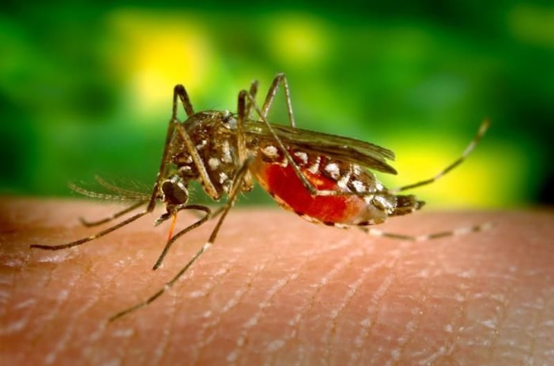Mosquito