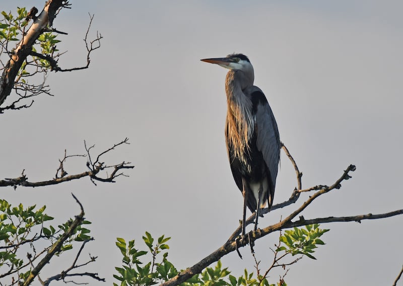 The Forest Preserve District of Will County has announced its program schedule for the week of April 28, 2025