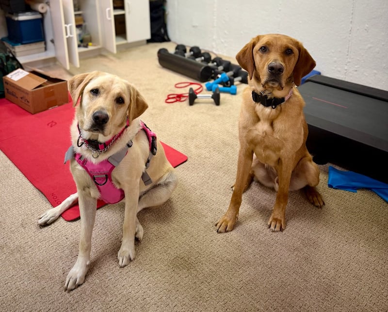 Lake County State’s Attorney’s Office Electronic Detection K9 Grip and Sheriff’s Electronic Detection K9 Enzo assisted with the search.