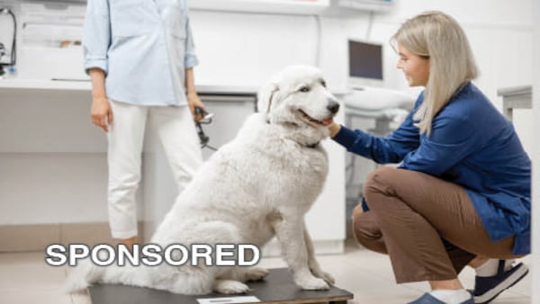Helping Pets Maintain a Healthy Weight